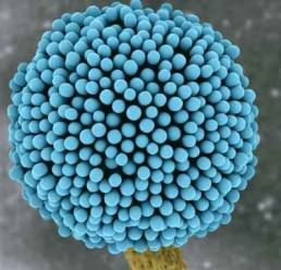 Aspergillus-Spore-aflatoxin-mycotoxins